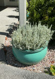 4 Large Turquoise Ceramic Pots, 3 With Live Plants - thumbnail 7 of 10