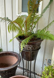 5 Large Ceramic Pots In Earth Tones, 3 With Live Plants - thumbnail 5 of 7