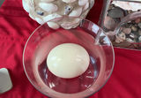 Shell Decor - thumbnail 5 of 8