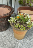 5 Large Ceramic Pots In Earth Tones, 3 With Live Plants - thumbnail 7 of 7