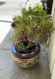 5 Large Ceramic Pots In Earth Tones, 3 With Live Plants - thumbnail 4 of 7