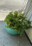 4 Large Turquoise Ceramic Pots, 3 With Live Plants - thumbnail 5 of 10