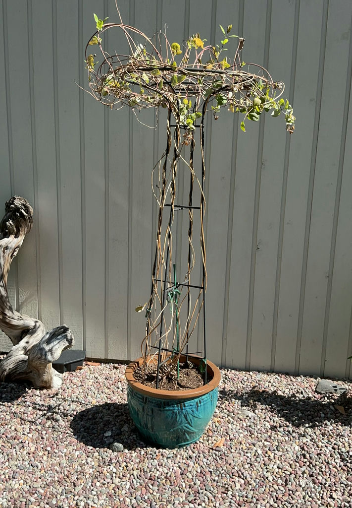4 Large Turquoise Ceramic Pots, 3 With Live Plants