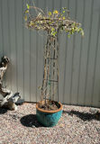 4 Large Turquoise Ceramic Pots, 3 With Live Plants - thumbnail 1 of 10