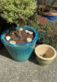 4 Ceramic Pots, 3 With Live Plants - thumbnail 4 of 5