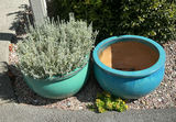 4 Large Turquoise Ceramic Pots, 3 With Live Plants - thumbnail 9 of 10