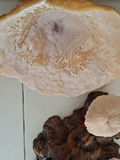 Vintage Unique Mushroom Table Lamp Decor - thumbnail 5 of 9