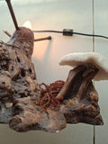 Vintage Unique Mushroom Table Lamp Decor - thumbnail 8 of 9