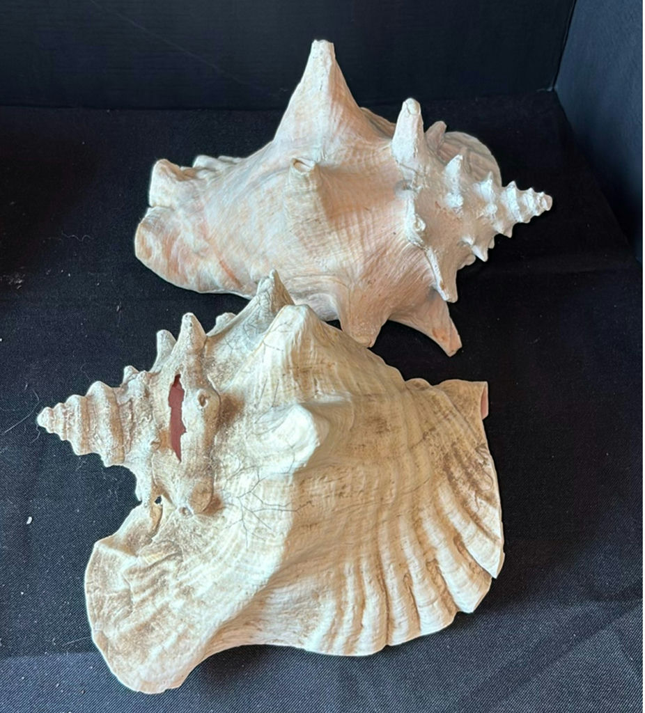 Assorted seashells and coral collection - image 1 of 6