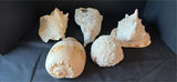 Assorted seashells and coral collection - thumbnail 5 of 6