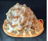 Assorted seashells and coral collection - thumbnail 2 of 6