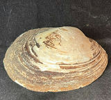 Assorted seashells and coral collection - thumbnail 3 of 6