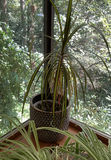 Live Airplane Plant In Glass Bowl On Tall Pedestal, Ponytail Plant - thumbnail 4 of 4