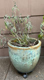 Two Large Ceramic Pots with Plants - thumbnail 2 of 4
