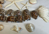 Assorted Seashells, Starfish, and Coral Collection - thumbnail 4 of 7