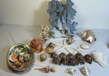 Assorted Seashells, Starfish, and Coral Collection - thumbnail 1 of 7