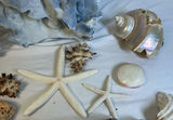 Assorted Seashells, Starfish, and Coral Collection - thumbnail 3 of 7