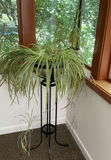 Live Airplane Plant In Glass Bowl On Tall Pedestal, Ponytail Plant - thumbnail 1 of 4