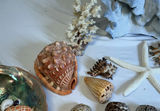Assorted Seashells, Starfish, and Coral Collection - thumbnail 7 of 7