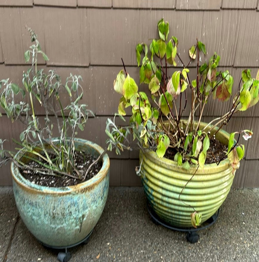 Two Large Ceramic Pots with Plants - image 1 of 4