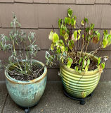 Two Large Ceramic Pots with Plants - thumbnail 1 of 4