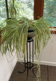 Live Airplane Plant In Glass Bowl On Tall Pedestal, Ponytail Plant - thumbnail 2 of 4