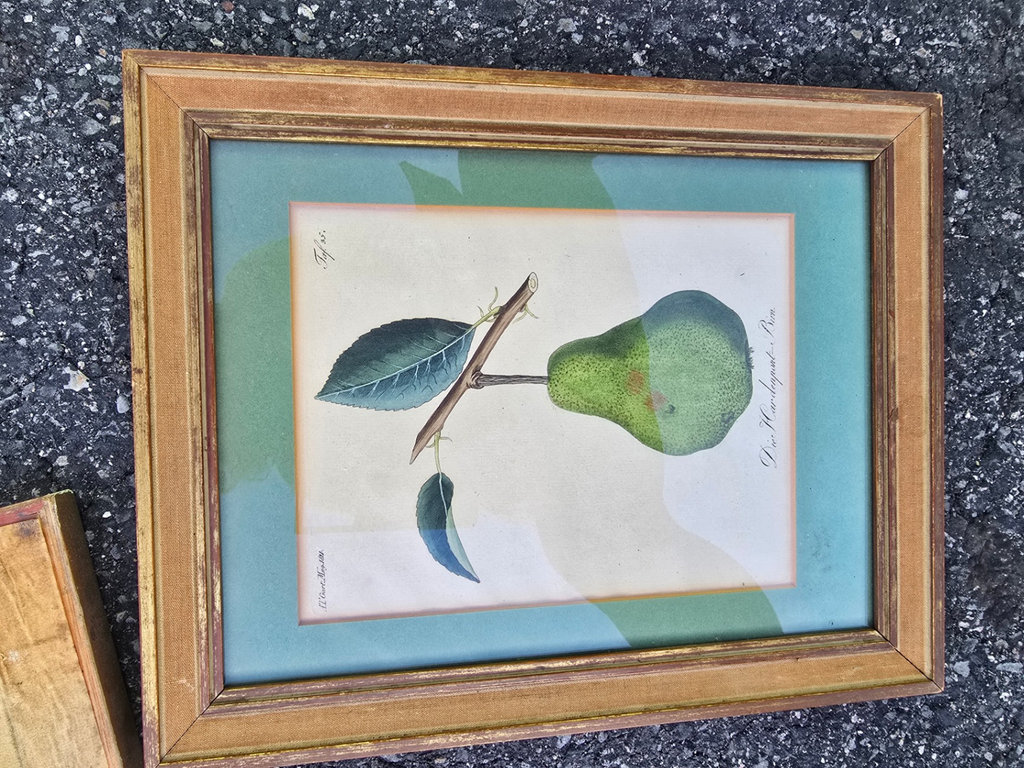 Assorted framed botanical prints - image 5 of 15