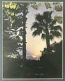 Framed Sunset Palm Tree in South Texas Photograph - thumbnail 2 of 2