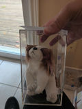 TY Beanie Babies 'Regal' Dog in Clear Display Case - thumbnail 2 of 5