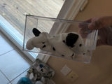 TY Beanie Baby Dotty Dalmatian in Clear Display Case - thumbnail 2 of 4