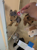 TY Beanie Babies Plush Dog Toys - thumbnail 2 of 5