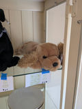 TY Beanie Baby Buddy Plush Dog - thumbnail 1 of 4