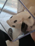 TY Beanie Baby Dotty Dalmatian in Clear Display Case - thumbnail 4 of 4