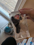 TY Beanie Baby 'Nanook' Husky in Clear Display Case - thumbnail 3 of 4