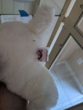 TY Classic White Plush Dog - thumbnail 4 of 4