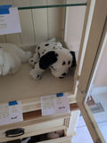 TY Beanie Babies Dalmatian Plush Dog - thumbnail 1 of 3