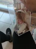 TY Beanie Babies 'Regal' Dog in Clear Display Case - thumbnail 4 of 5