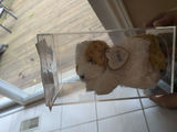 Plush Dog Toy in Clear Display Case - thumbnail 2 of 3