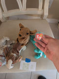 TY Beanie Baby Plush Dog Toys - thumbnail 4 of 5