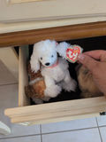 TY Beanie Babies Plush Animal Toys - thumbnail 3 of 5