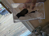 TY Beanie Baby 'Spot' in Clear Display Box - thumbnail 2 of 4