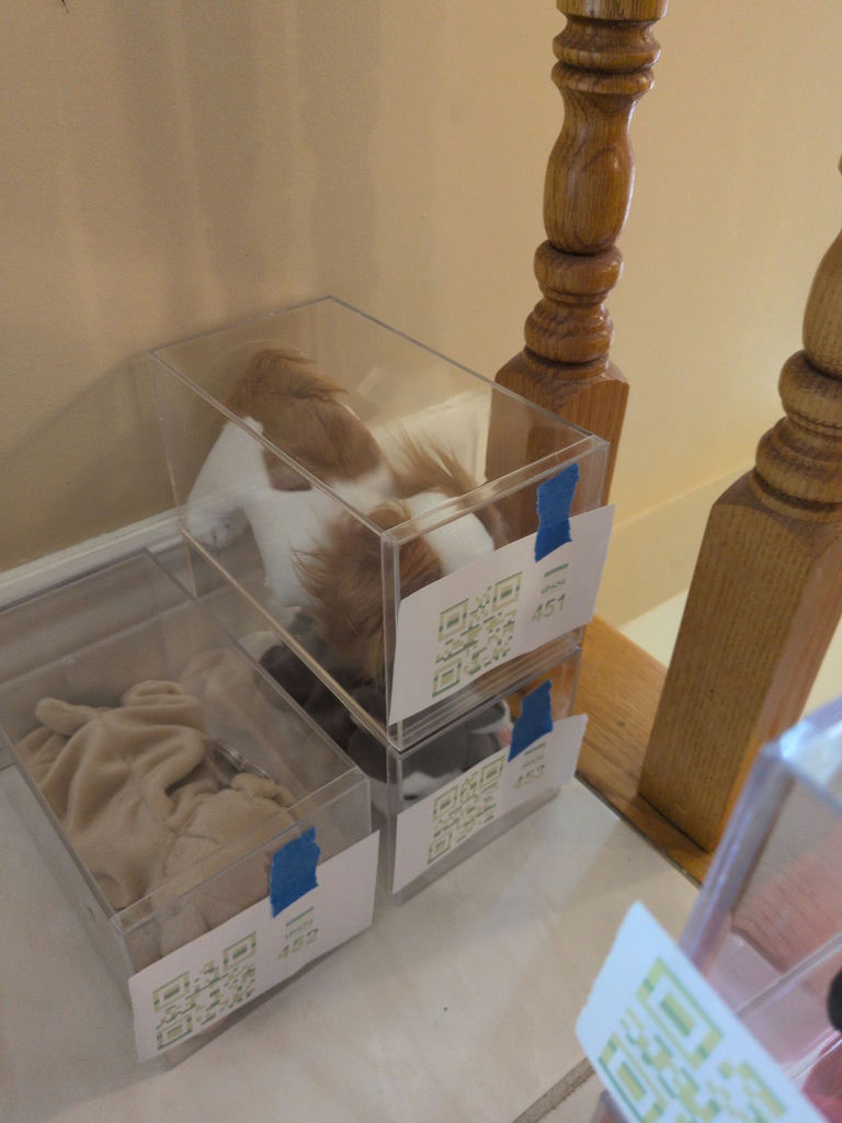 TY Beanie Babies 'Regal' Dog in Clear Display Case - image 1 of 5