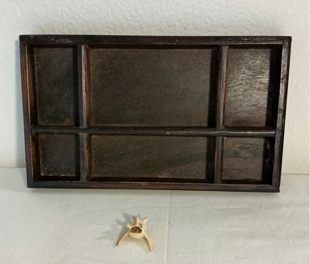 Taxidermy TIny Skull of Deer, et. - image 6 of 7