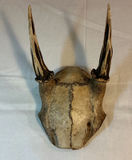 Taxidermy TIny Skull of Deer, et. - thumbnail 4 of 7