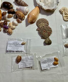 Shells and Sea creatures - thumbnail 4 of 4