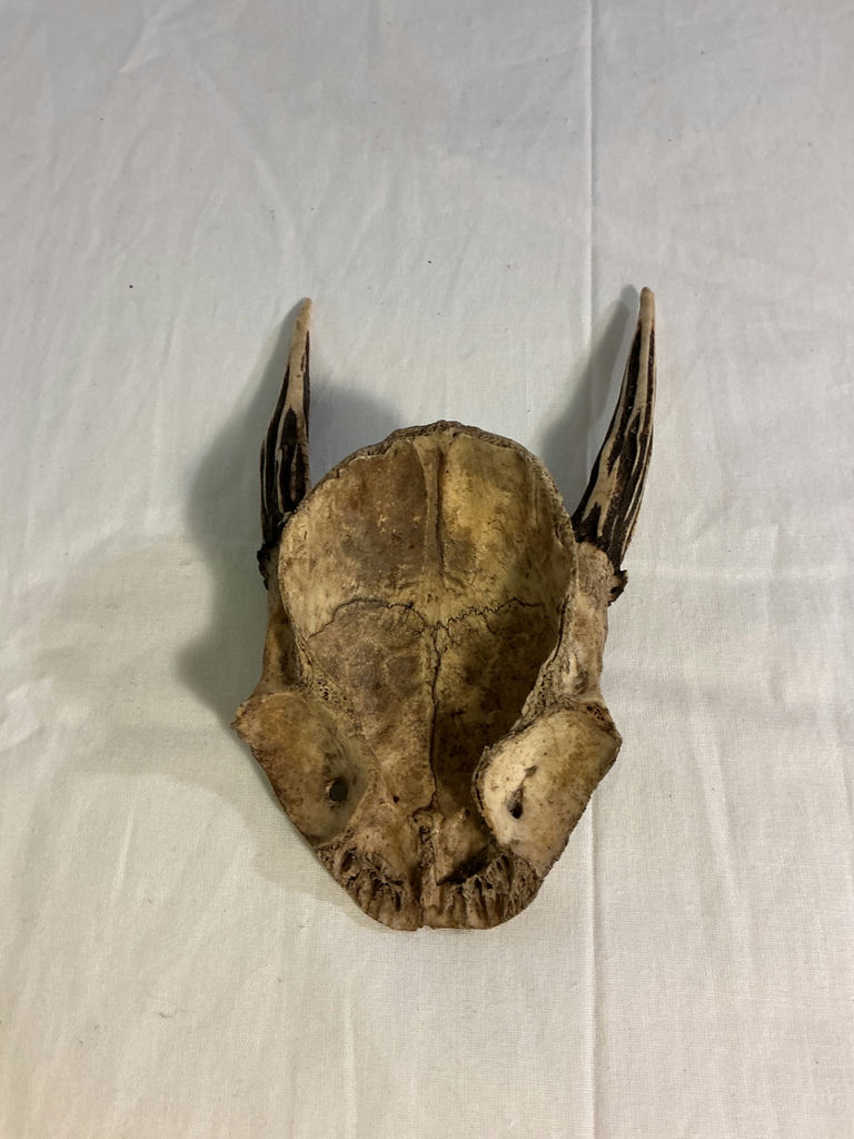 Taxidermy TIny Skull of Deer, et. - image 5 of 7