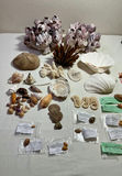 Shells and Sea creatures - thumbnail 1 of 4