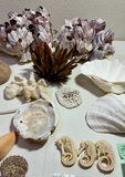 Shells and Sea creatures - thumbnail 3 of 4