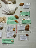 Shells and Sea creatures - thumbnail 2 of 4