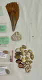 Shell Art and shell collection - thumbnail 12 of 12